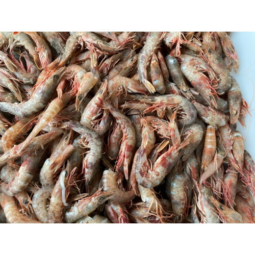 Camarones marinos de terciopelo congelado